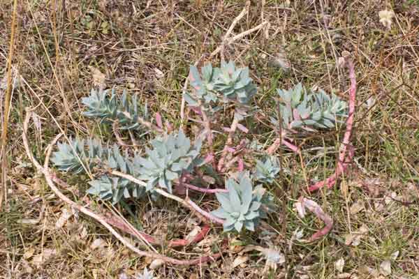 Pianta abruzzese 4 - Euphorbia sp.